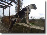 K���li�ov� ...