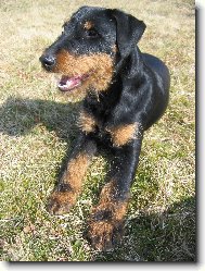 N�meck� loveck� teri�r