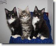 MAINSK� M�VAL� ko��tka poMezin�rodn�ch �ampionech!