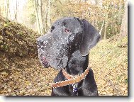 Bizard Queen Harlek�n