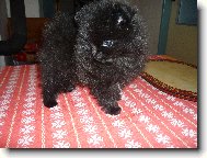 �T�N� POMERANIAN