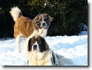 Moskevsk� str�n� pes