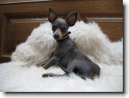 Ferdinand Rann� svit, CHS Amareus