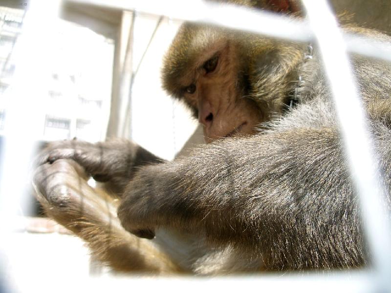 Foto: Kr�sn� Kok�nkova no�i�ka