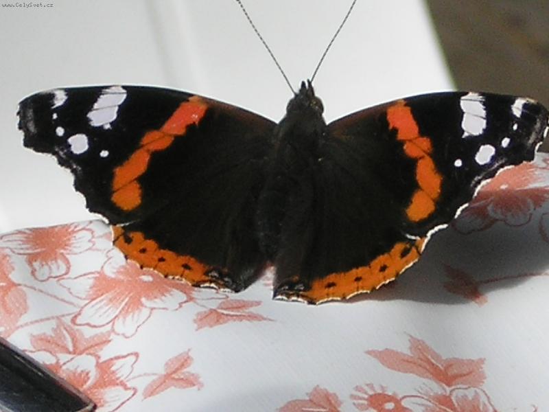 Foto: Mot�lek :)