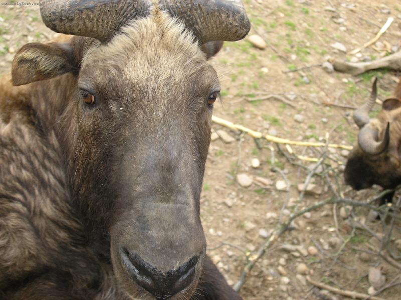 Foto: nekoukej-n�v�t�va ZOO