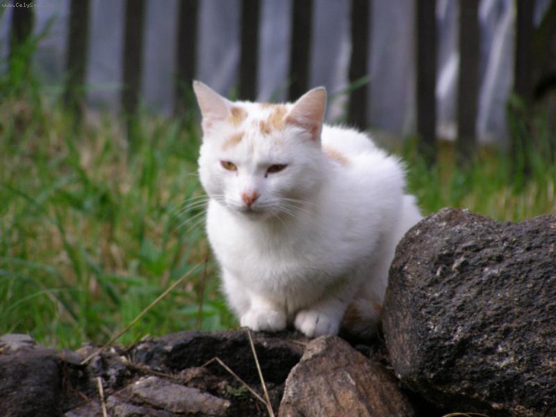 Foto: Nanuk