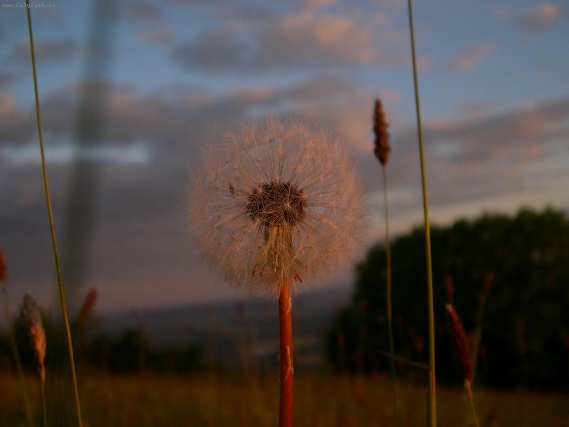 Foto: Pampeli�ka-Pampeli�ka p�� z�padu slunce
