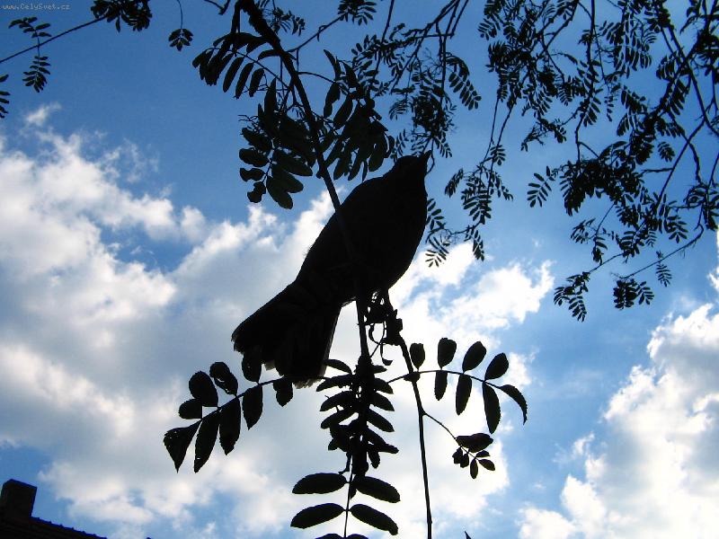 Foto: Pt�k na strom�