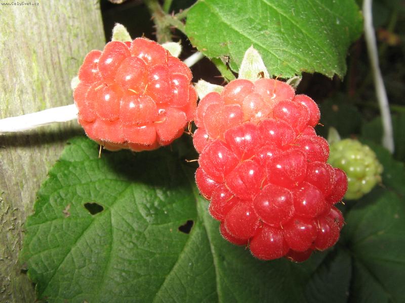 Foto: Ta je ale velk�