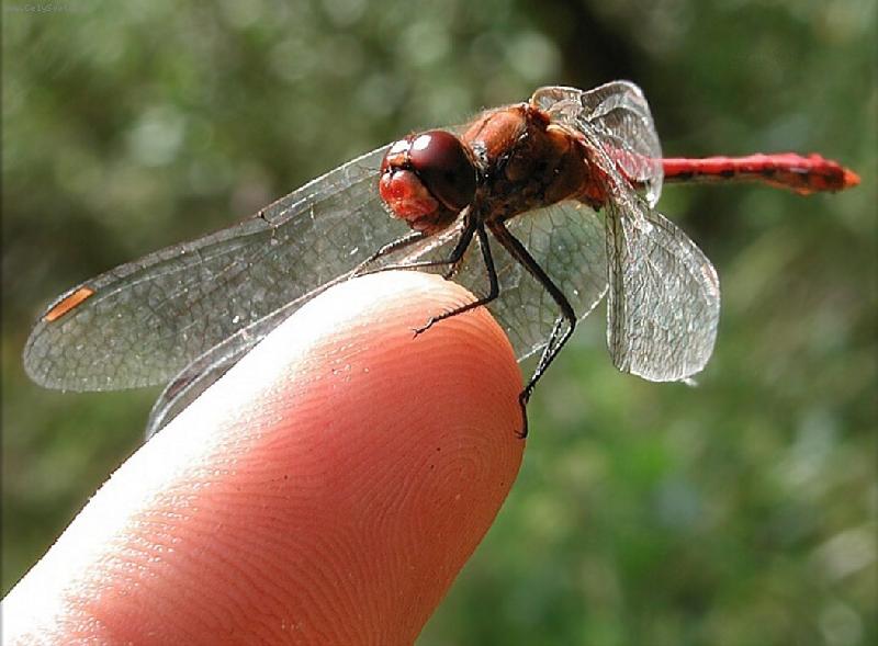 Foto: Kamar�d v�ka...