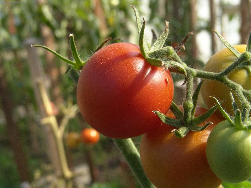 Foto: Raj��tka-posledn� sklize�