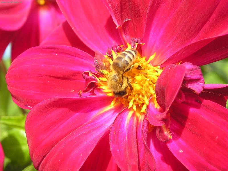 Foto: Symbi�za mezi v�elou a rostlinou