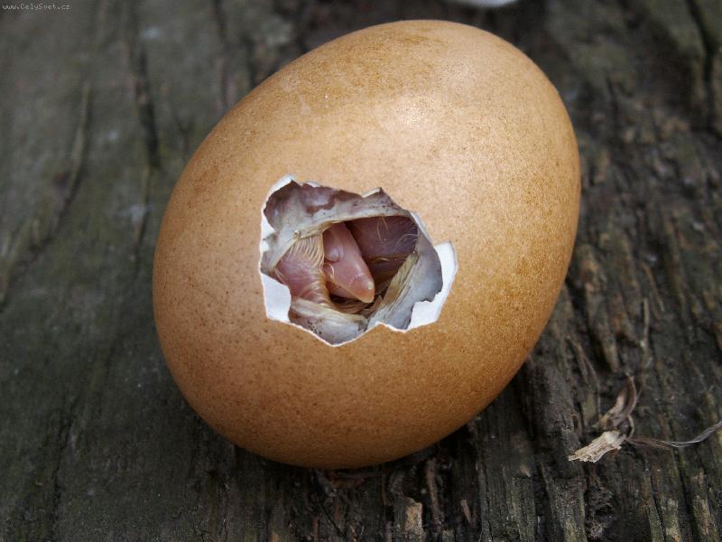 Foto: Dra�� vejce?