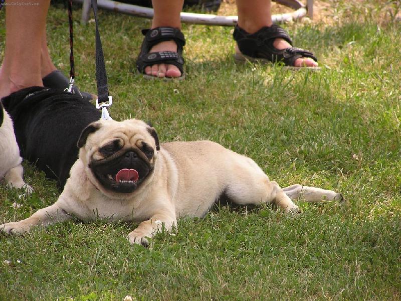 Foto: Mops�k