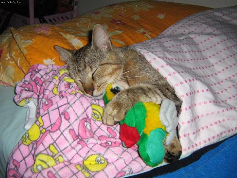 Foto: Sweet Dreams