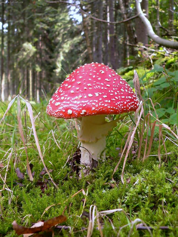 Foto: Muchomurka-na houbach