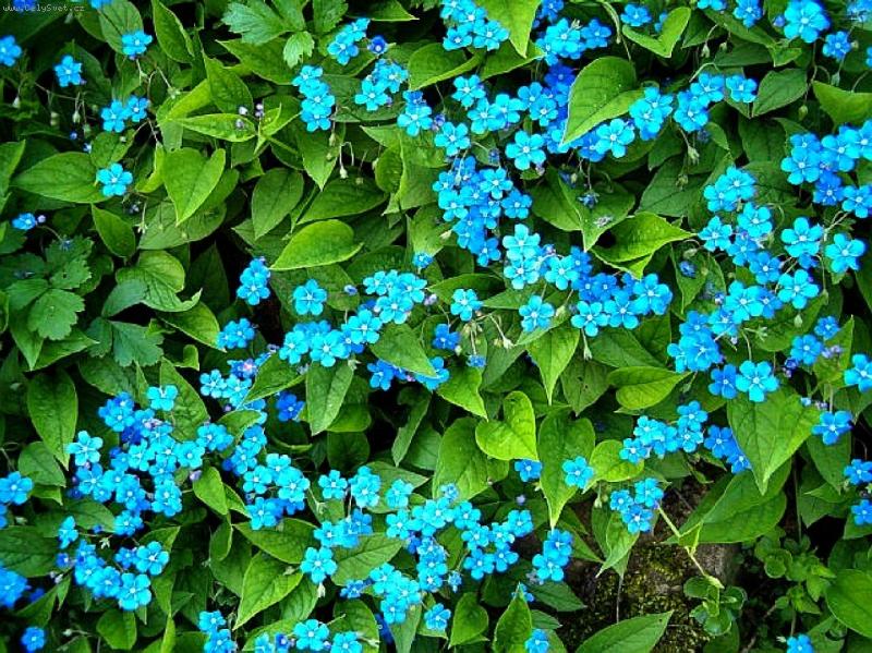 Foto: pom�nky-modr� n�ha