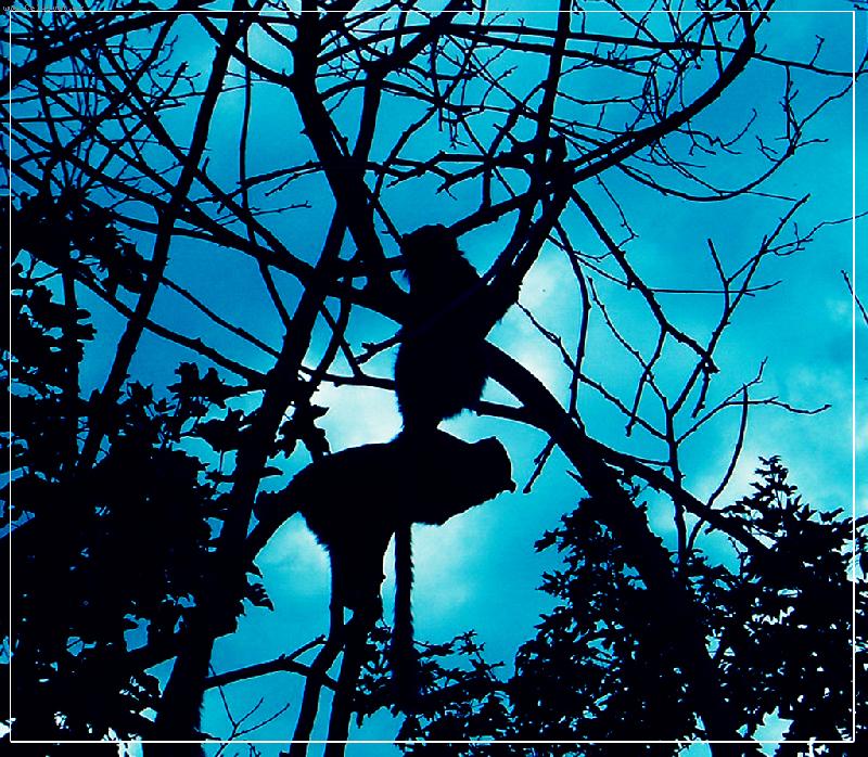 Foto: Opi�ky-Zoo Praha