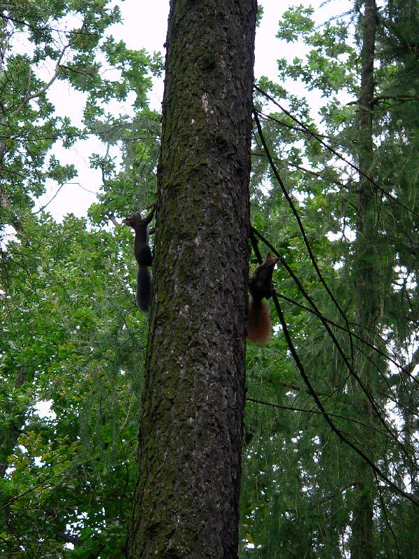 Foto: prochazka v lese-parecek