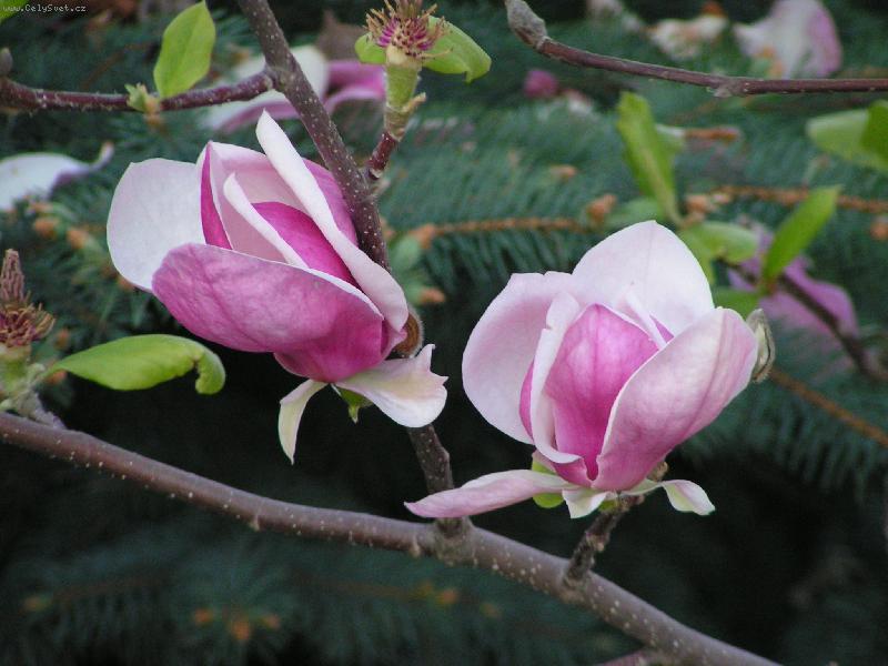 Foto: magnolie-na zahr�dce