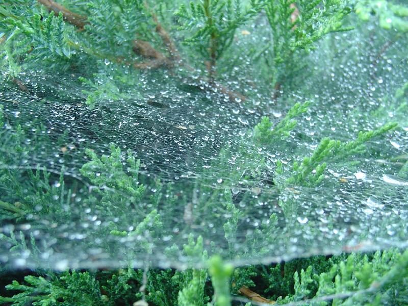 Foto:  ROSA NA PAVU�IN�