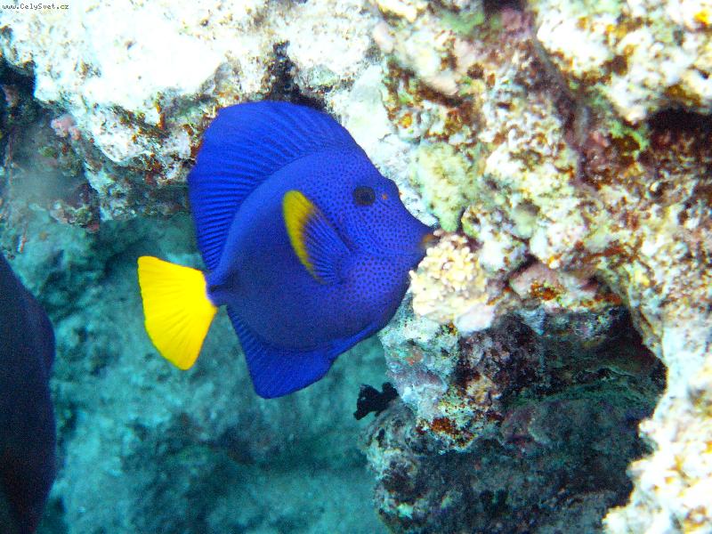 Foto: Bodlok fialov�