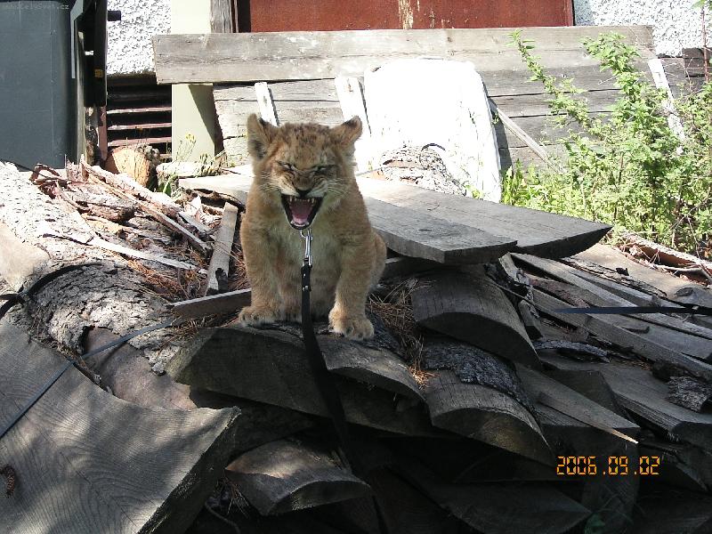 Foto: Lvice Beru�ka-To jsem ale unaven�...