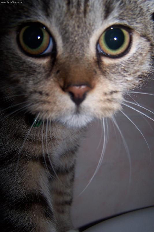 Foto: Muf��ek