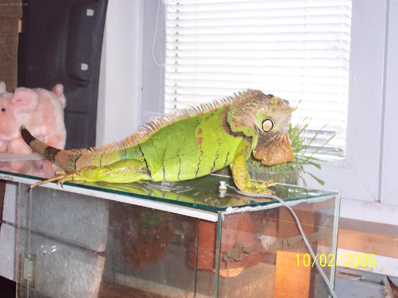 Foto: Iguana Iguana-Fridrich&Fridrich