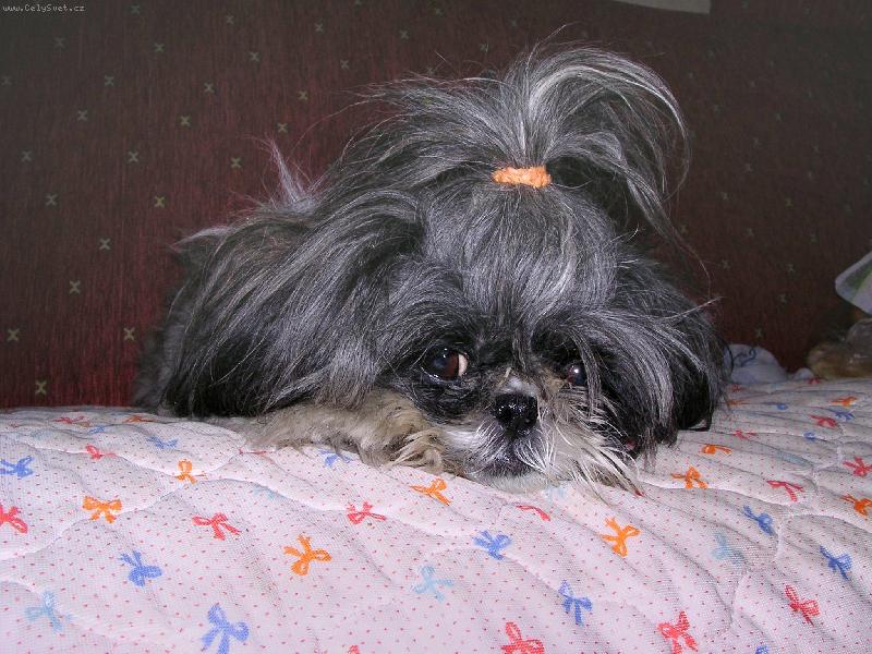 Foto: psisko-odpo�inek