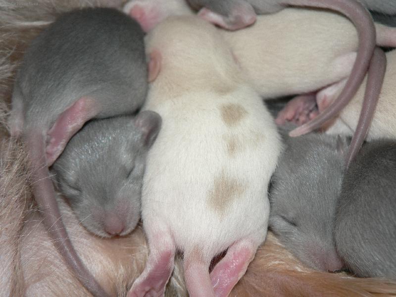 Foto: Potkani - miminka