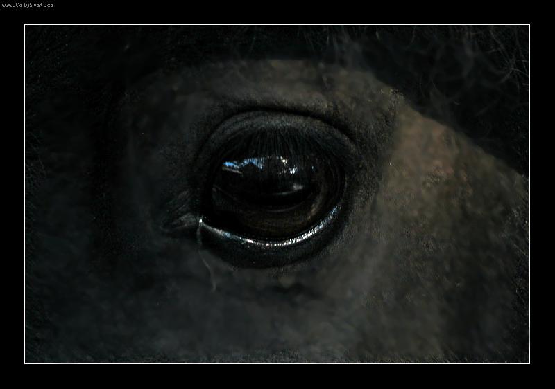 Foto: O�ko kon� =)