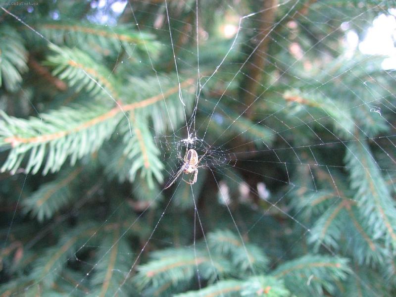 Foto: Pavou�ek si buduje domov