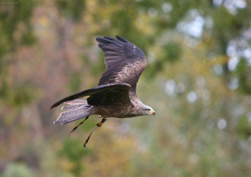 Foto: Lu��k hn�d�-Podzim - Lednice