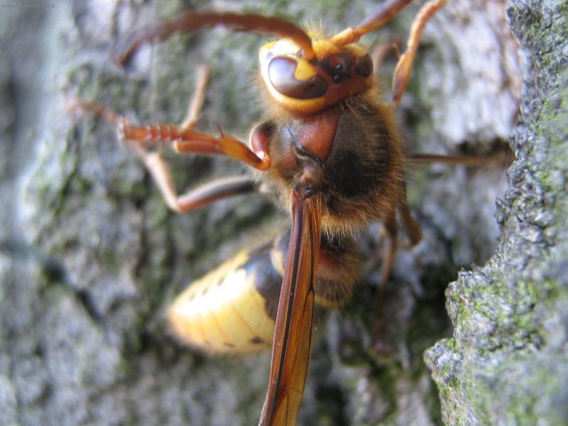 Foto: Nebezpe�n� sr�e�