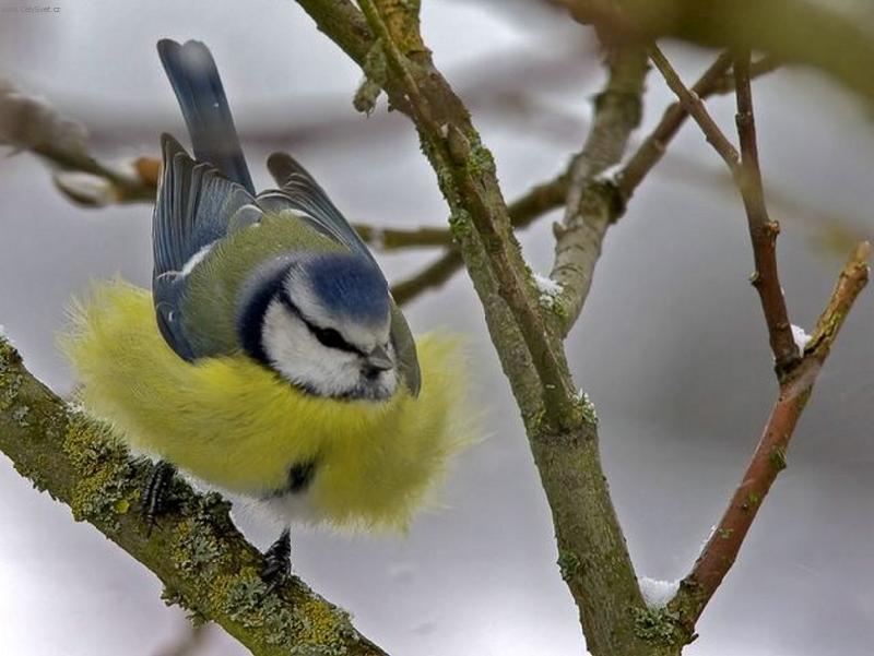 Foto: s�korka-na v�tvi�ce