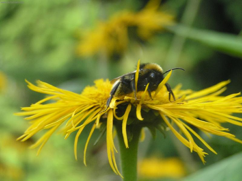 Foto: v�elka m���ja