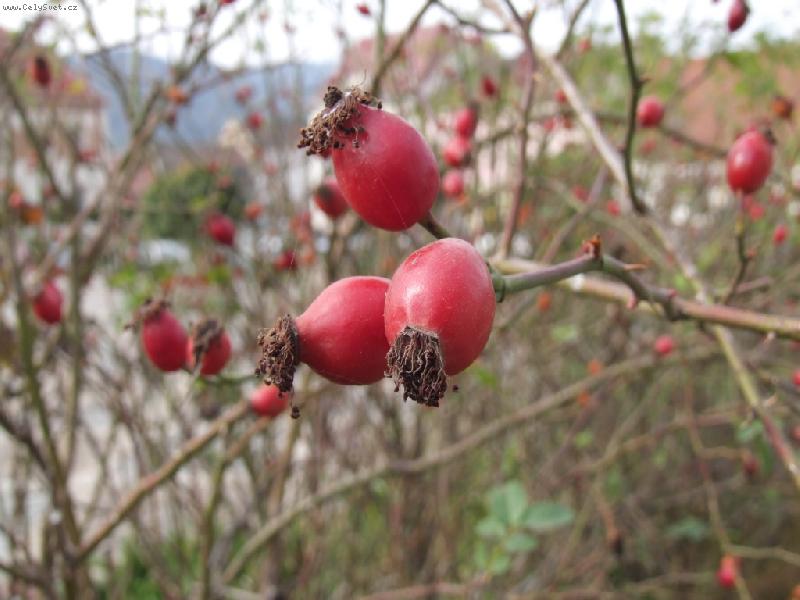 Foto: Podzimn� ��pek