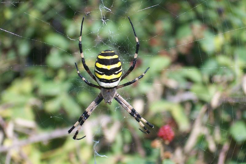 Foto: pavou�ek-Vyfo� a ut�kej...pavou�ek je velikej!