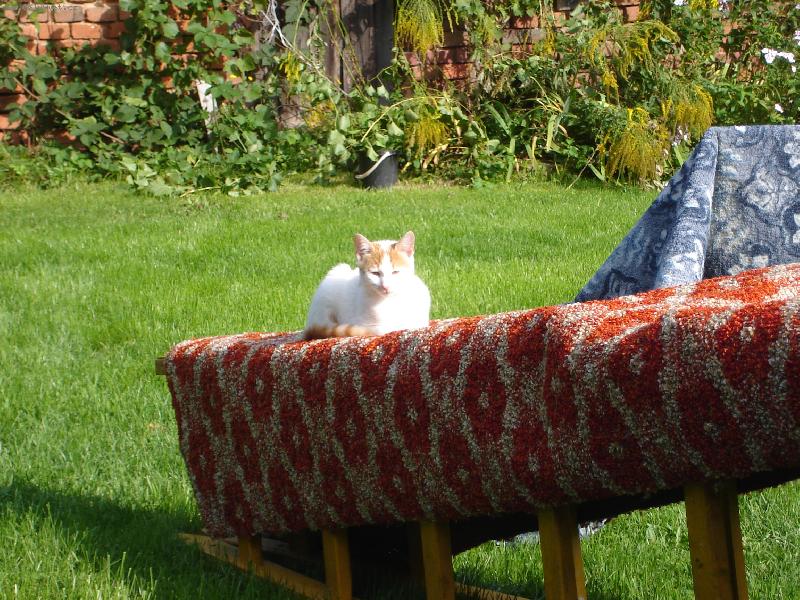 Foto: ko�ka na koberci-letn� odpoledn�