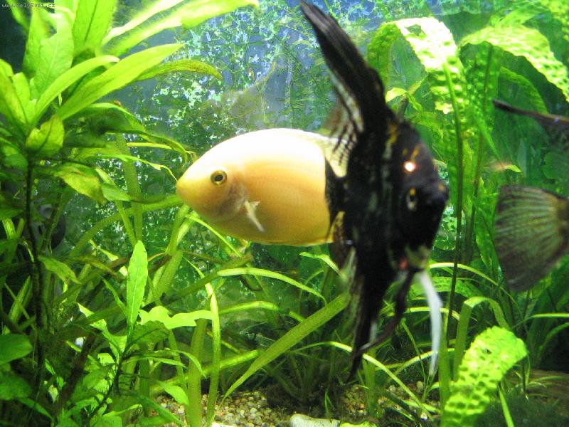 Foto: akv�rium-na�i mil��ci