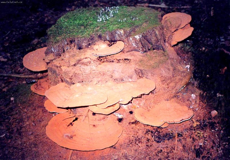 Foto: Stra�idlo-Pa�ez v p�evleku.