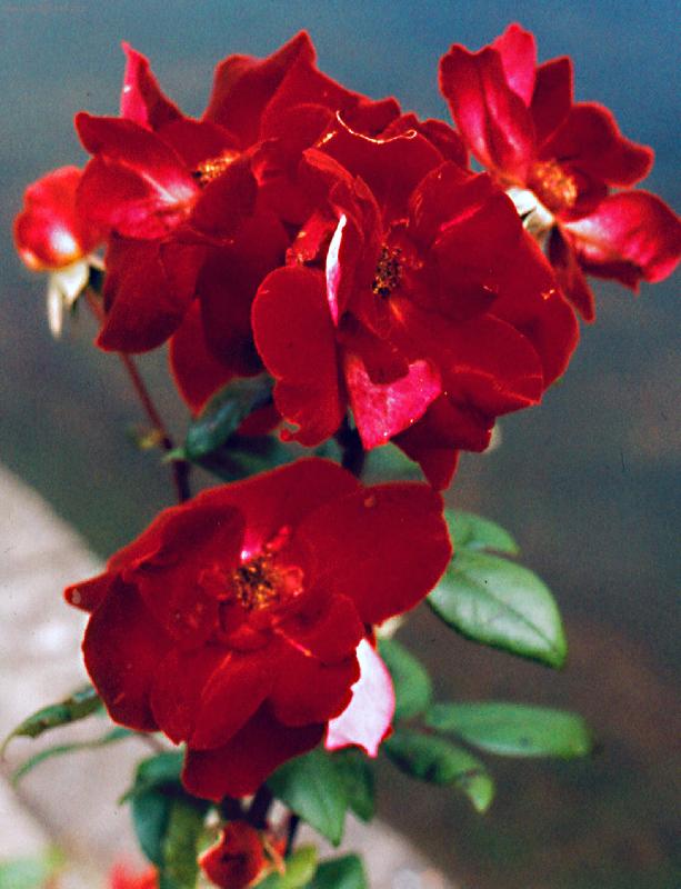 Foto: rud� kr�sa-z Flory Olomouc