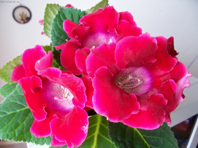 Foto: Gloxinie-Gloxinie obdule