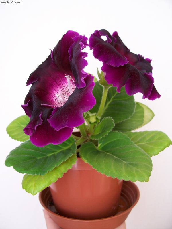 Foto: Gloxinie-Gloxinie obdule