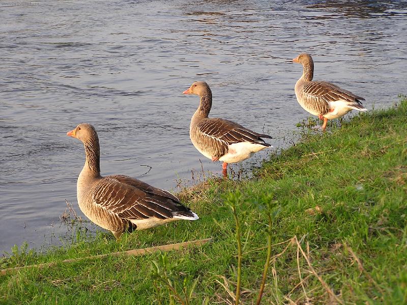 Foto: Kachny-Vyrovnat!