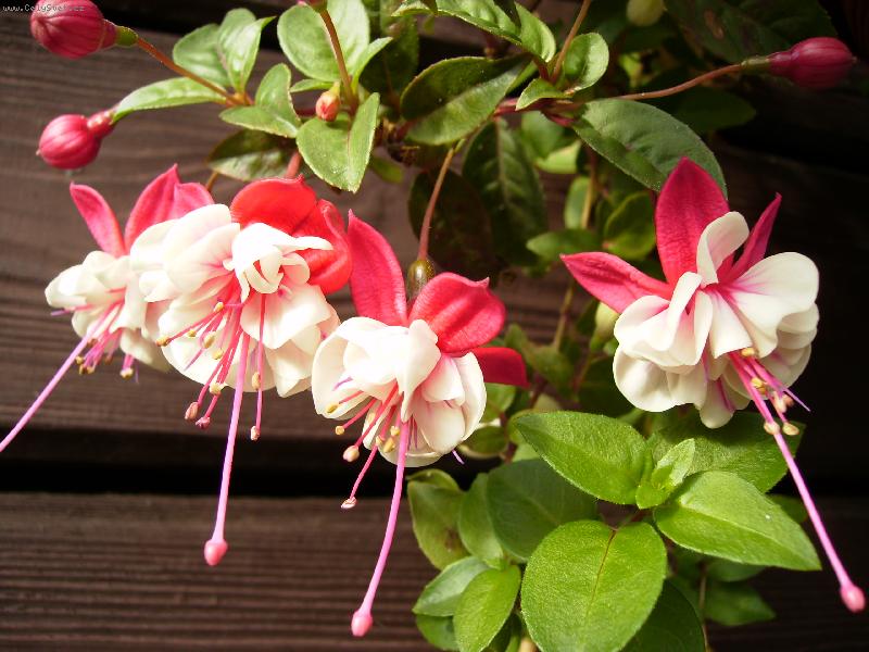 Foto: n�n� fuksie