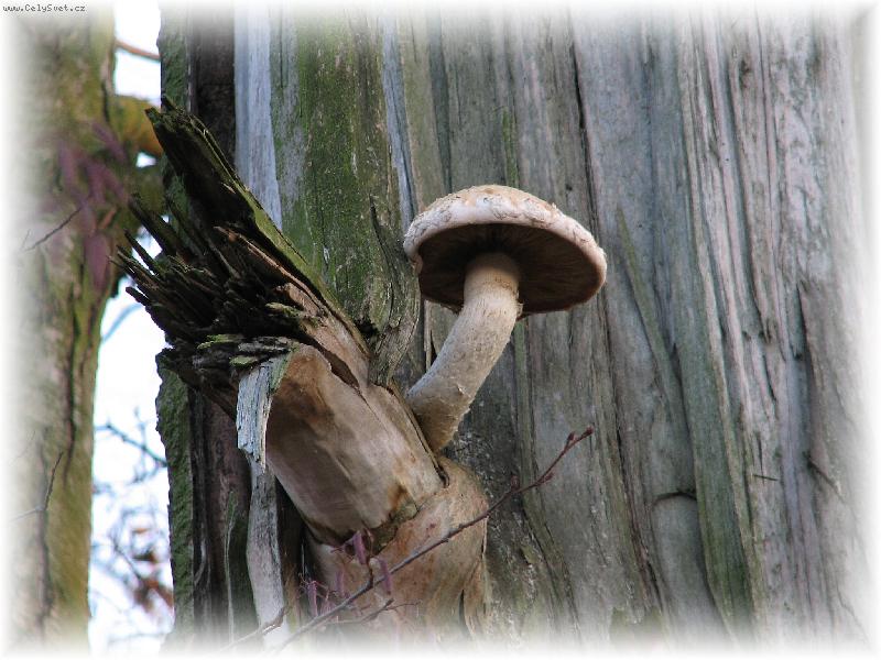 Foto: Rostou i na stromech
