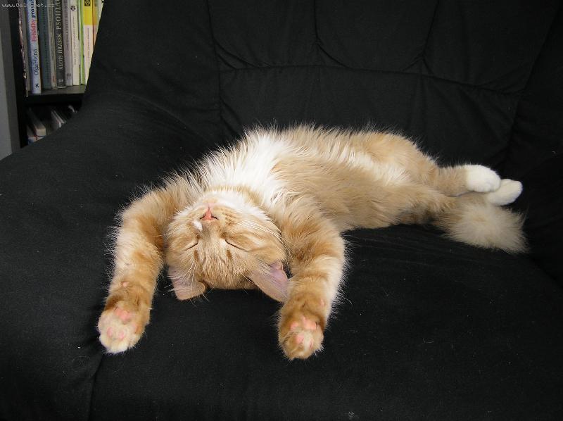 Foto: Bezstarostn� sp�nek